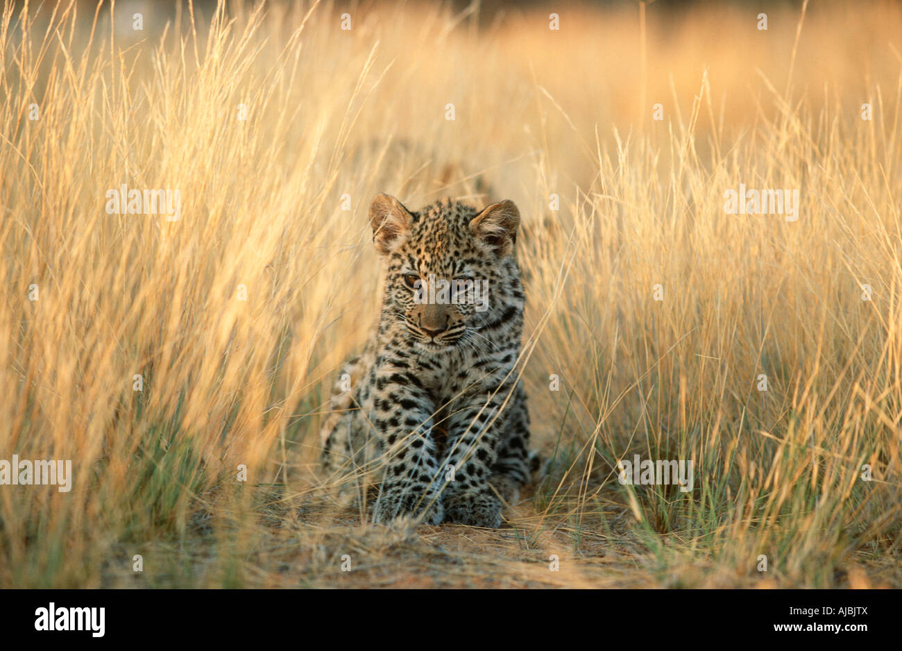 Leopard (Panthera Pardus) Cub sitzen in dem langen Rasen Stockfoto
