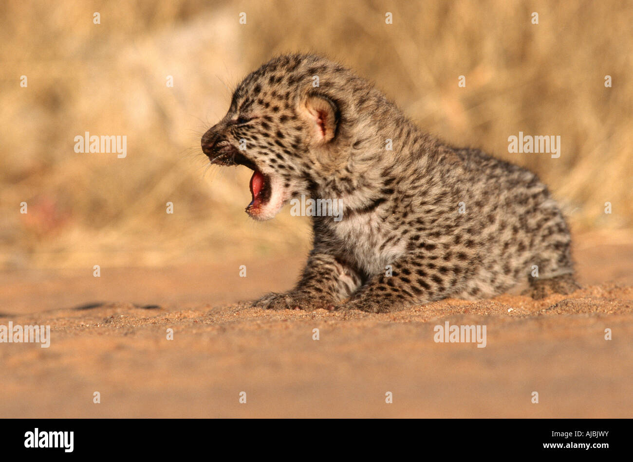 Neu geboren Leopard (Panthera Pardus) Cub auf Bushveld Plain Stockfoto