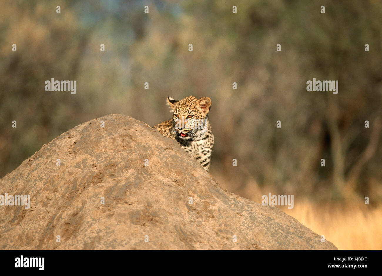 Leopard (Panthera Pardus) Cub versteckt hinter Termite Mound Stockfoto