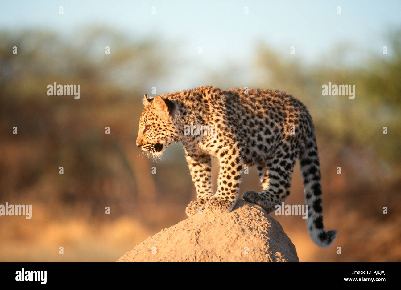 Leopard (Panthera Pardus) Cub stehend auf einer Termite Mound Stockfoto