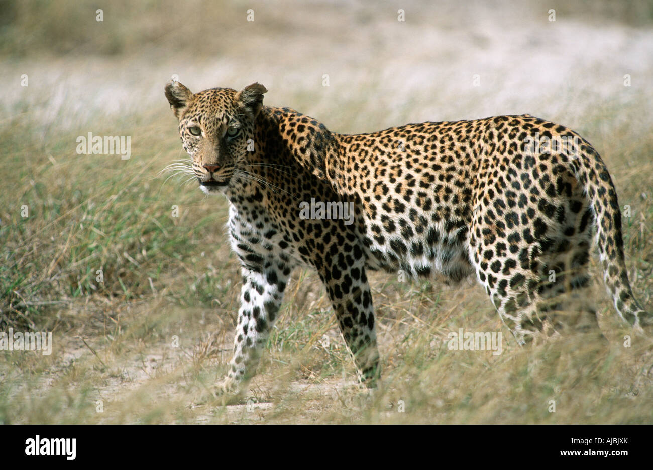 Porträt eines Leoparden (Panthera Pardus) in die Buschfeld Stockfoto