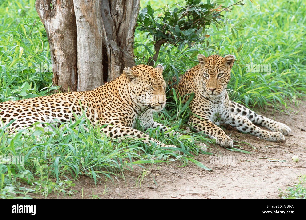 Leopard (Panthera Pardus) paar ruht unter einen Baum Stockfoto