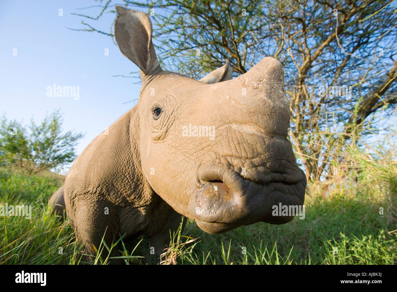 Baby-White Rhino (Ceratotherium Simum) - Nahaufnahme Stockfoto