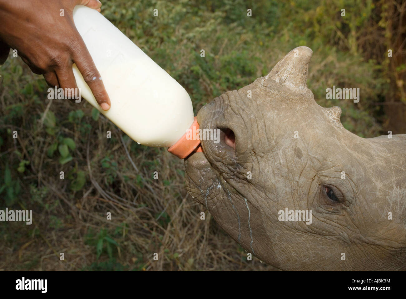 Baby (Ceratotherium Simum) Black Rhino wird Fed von Ranger Stockfoto
