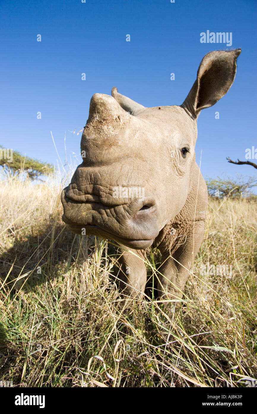 Vordere Ansicht des Baby White Rhino (Ceratotherium Simum) Stockfoto