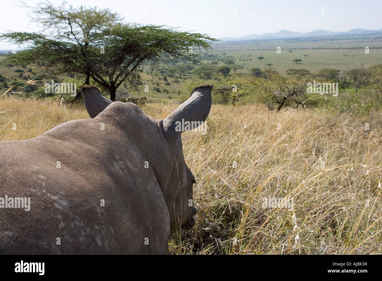 Rückseitige Ansicht von Baby White Rhino (Ceratotherium Simum) Stockfoto