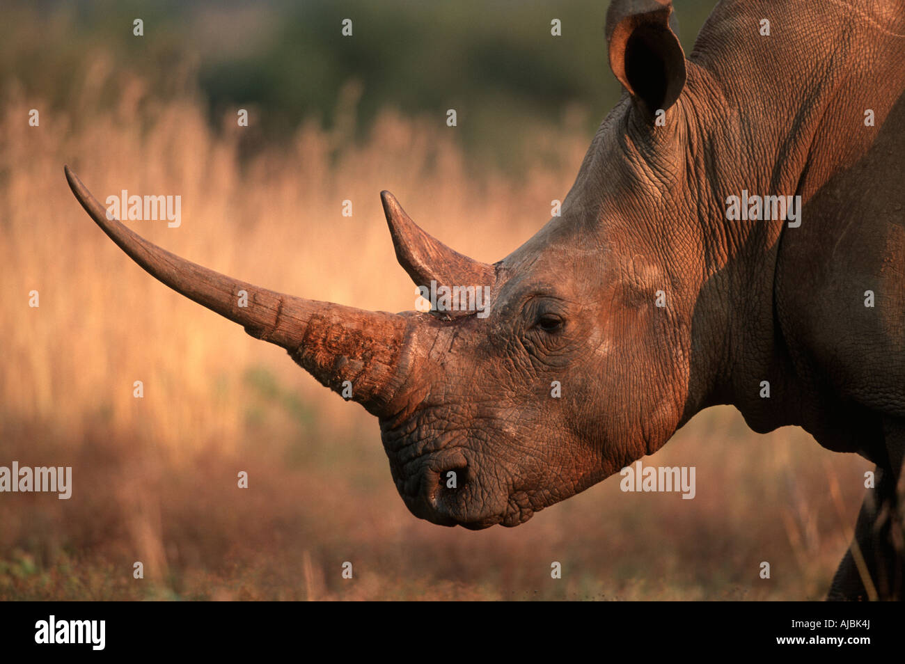 White Rhino (Ceratotherium Sim) Porträt Stockfoto
