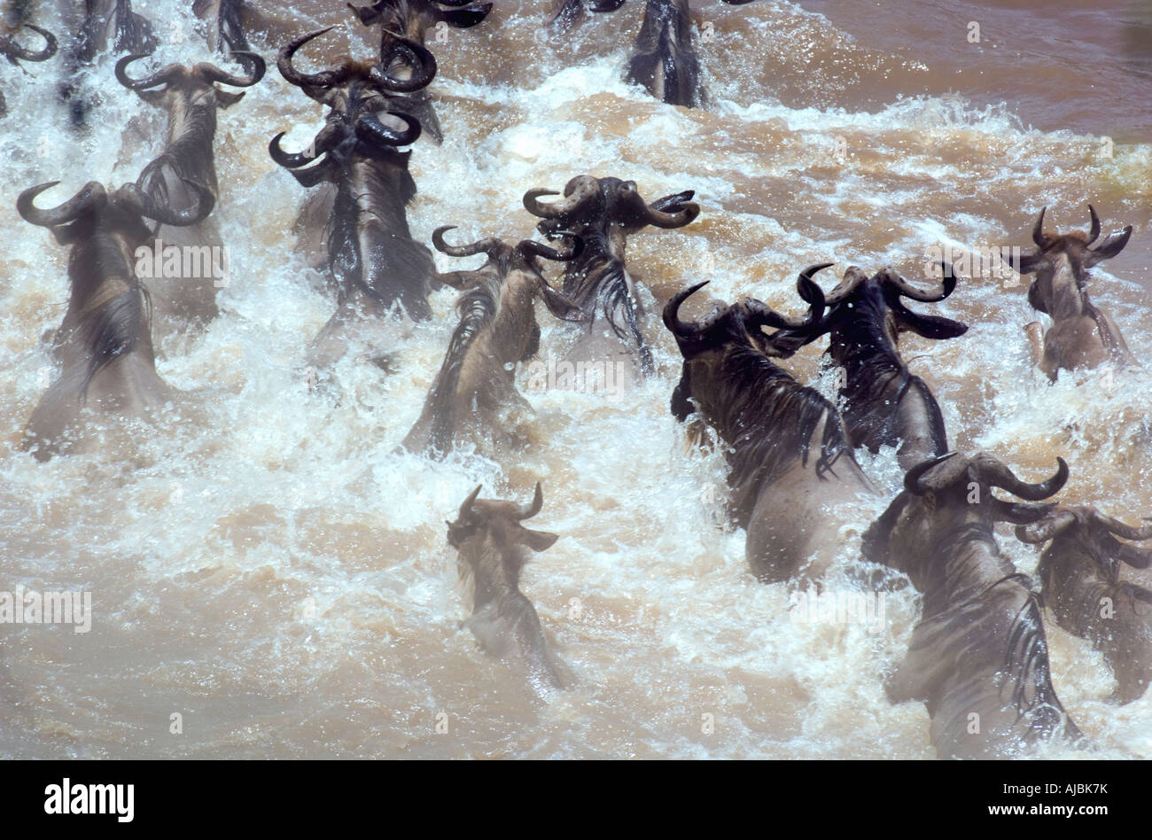 Hohe abgewinkelt Ansicht der Gnus (Connochaetes Taurinus) Herde Schwimmen im Fluss Stockfoto
