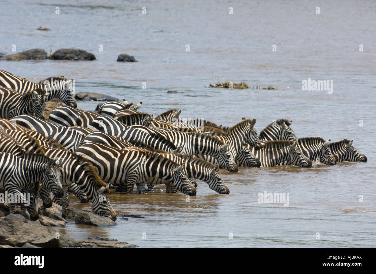 Porträt einer Burchell Zebra (Equus Burchellii) Herde Überquerung des Flusses Stockfoto