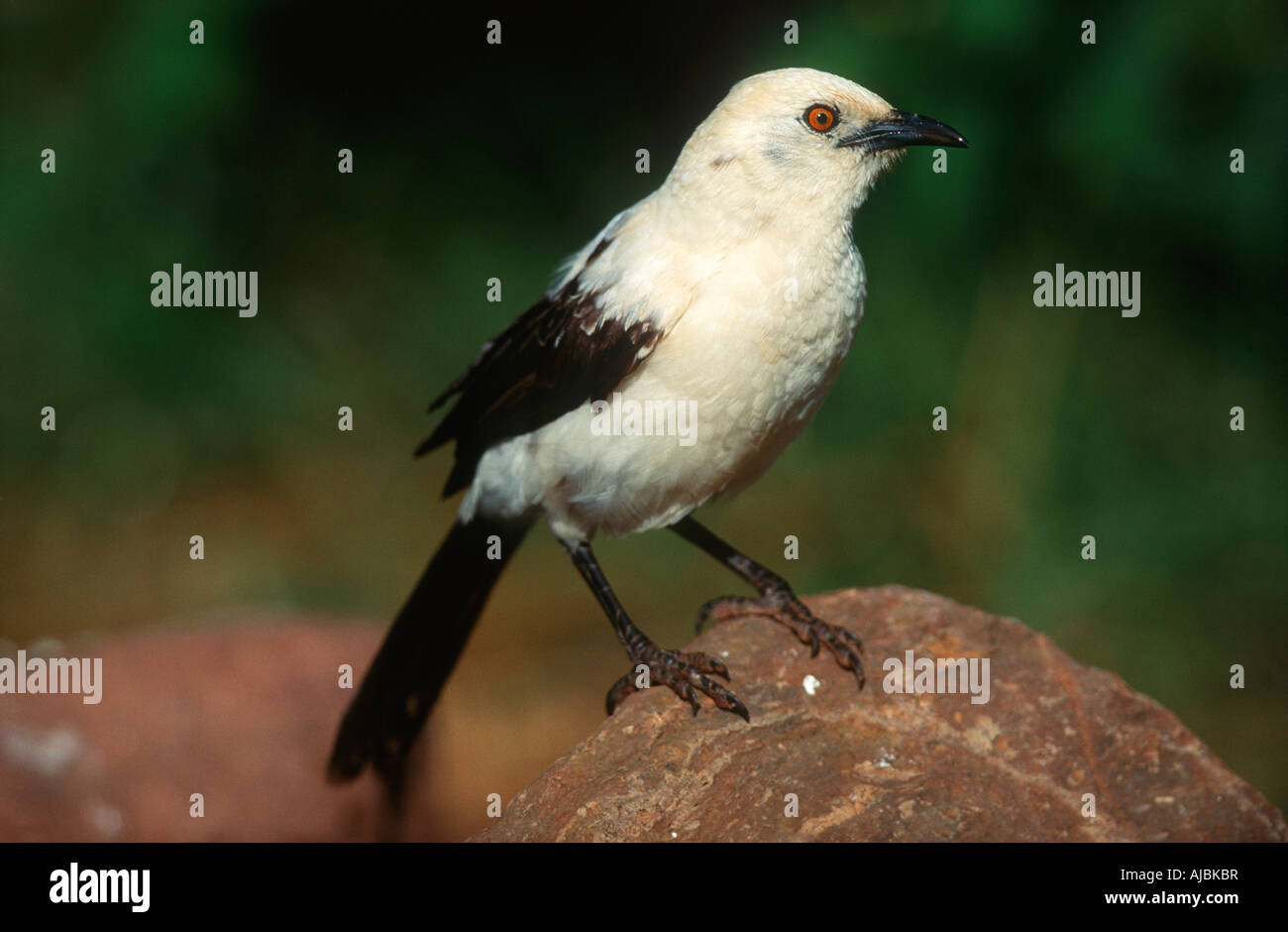 Südlichen Pied Schwätzer (Turdoides bicolor) auf Felsen Stockfoto