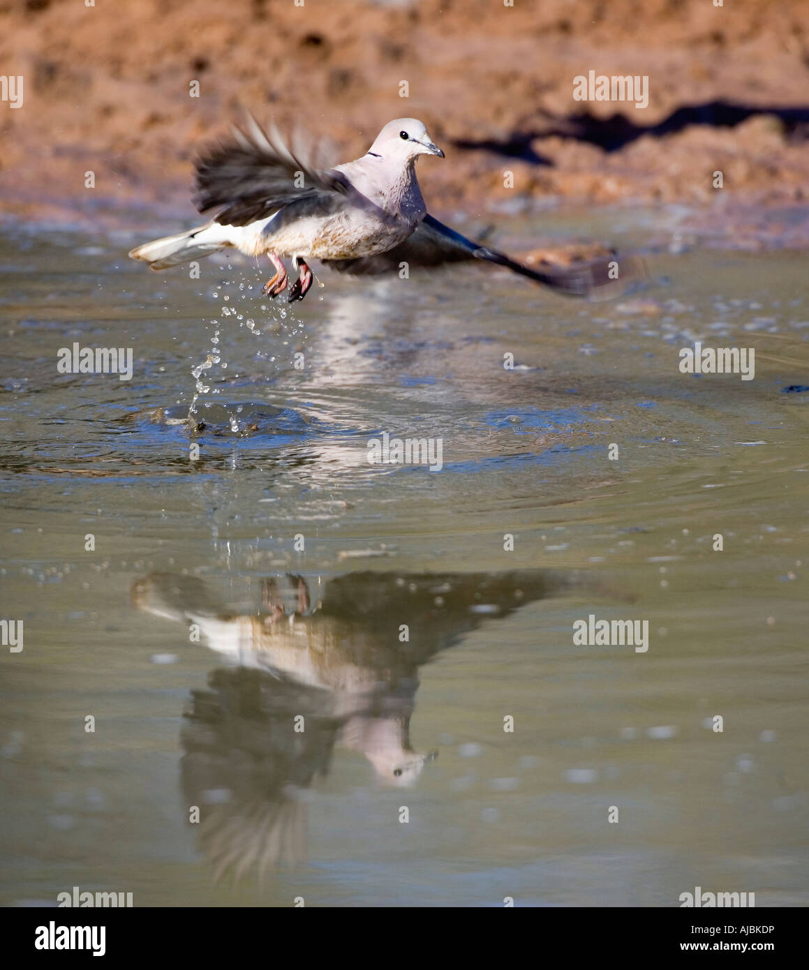 Kap Turteltaube (Streptopelia Capicola) Taking Off aus dem Wasser Stockfoto