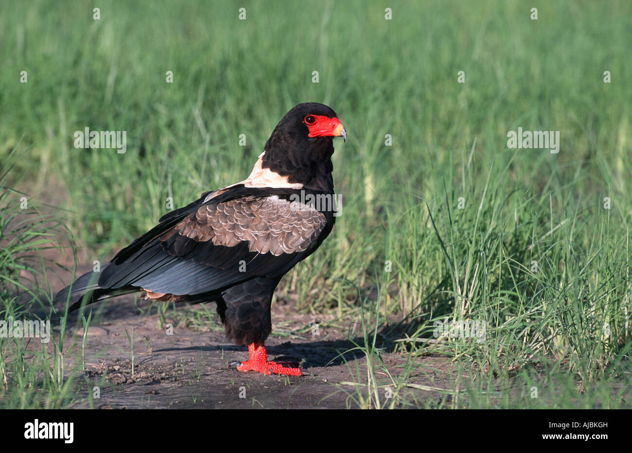 Einsamer Bataleur Adler (Terathopius Ecaudatus) - Porträt Stockfoto