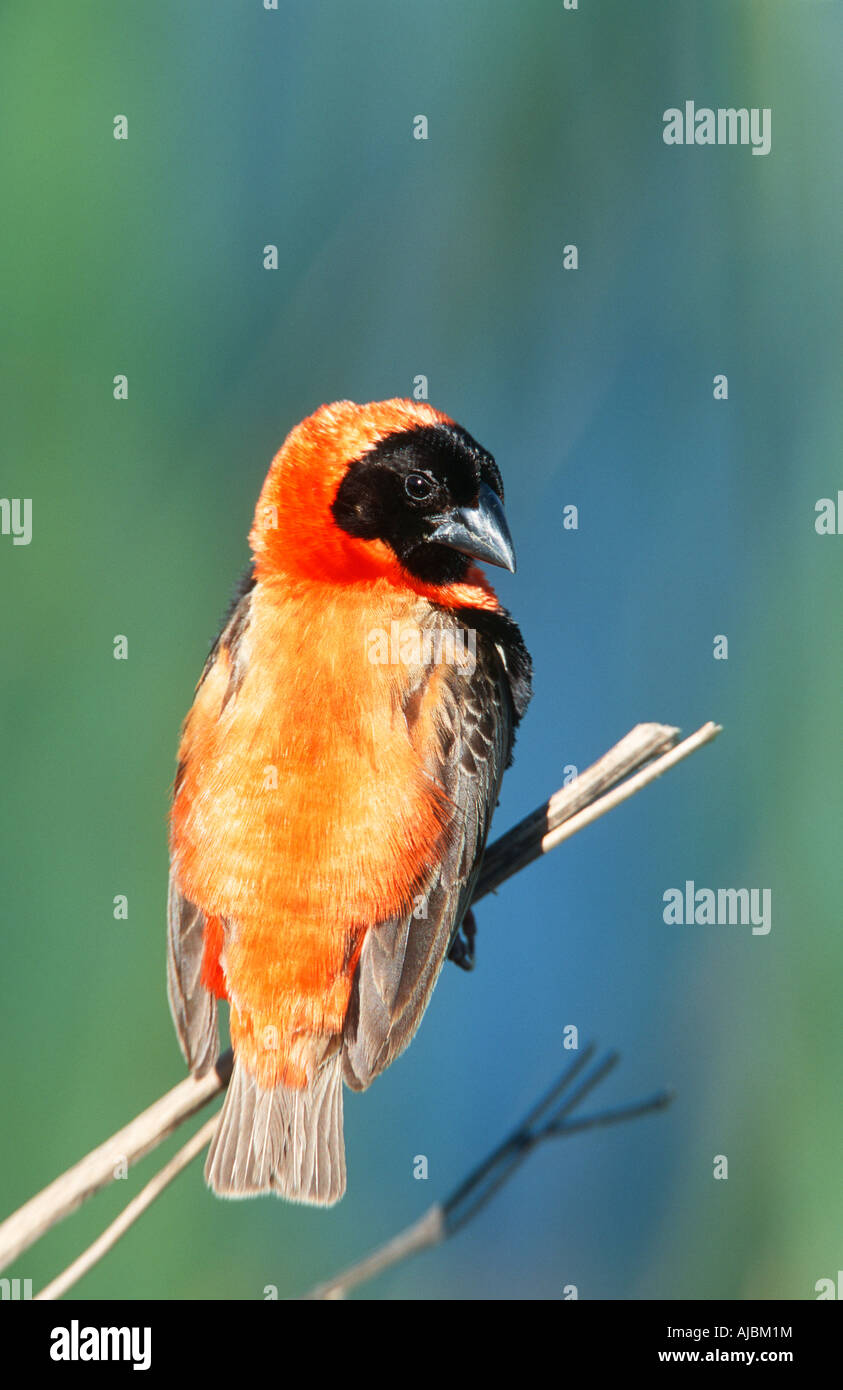 Rote Bischof (Euplectes Hordeaceus) Perched auf einem Ast Stockfoto