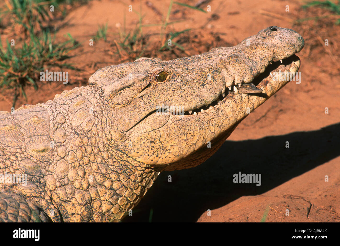 Close Up von einem Nil-Krokodil (Crocodylus Niloicus) mit jungen im Mund Stockfoto