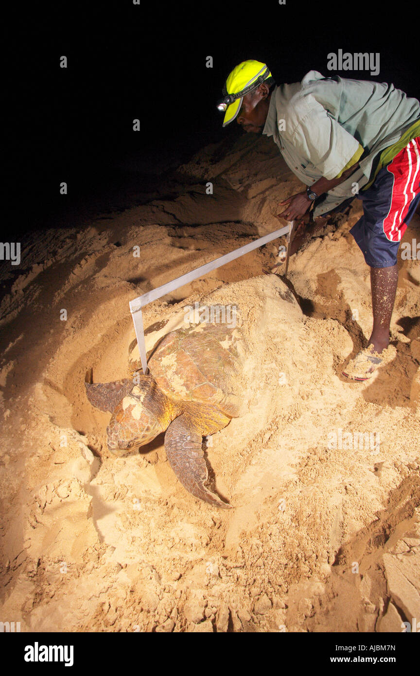 Unechte Karettschildkröte wird gemessen vom Wildhüter Stockfoto