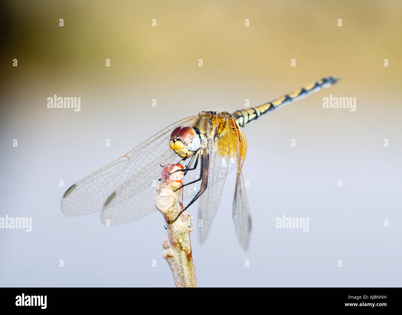 Rot geäderten Dropwing Dragonfly (Trithemis Arteriosa) Perched auf Zweig Stockfoto