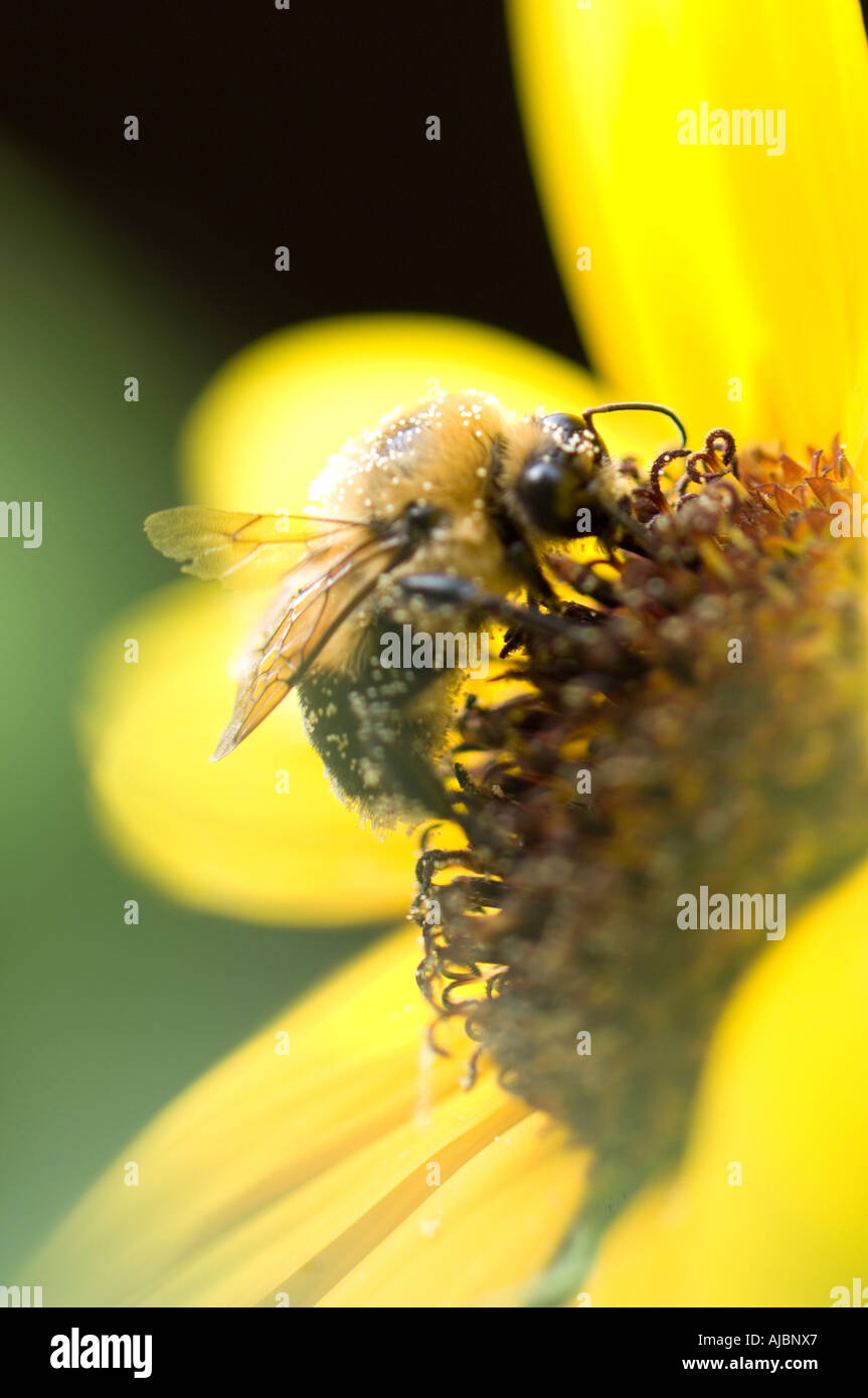 Biene auf einer Blüte Stockfoto