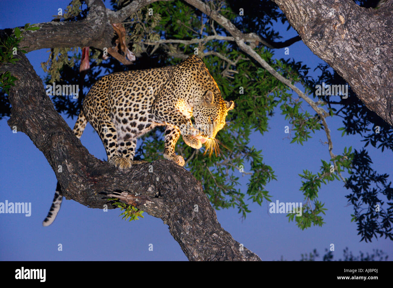 Nach oben-Ansicht von Leopard (Panthera Pardus) auf Ast Stockfoto
