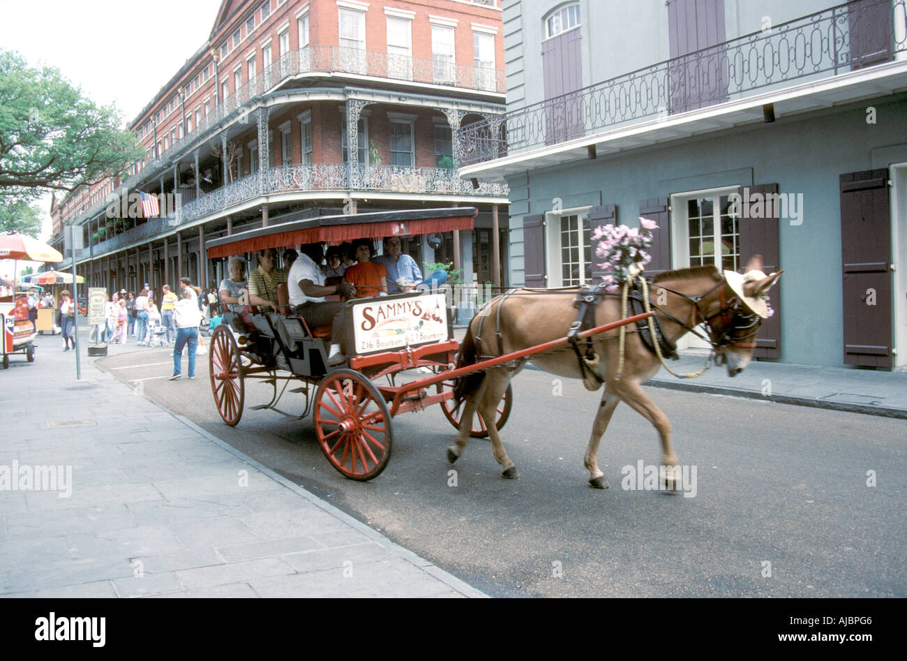 Pferd und Trap Tour New Orleans Louisiana Stockfoto