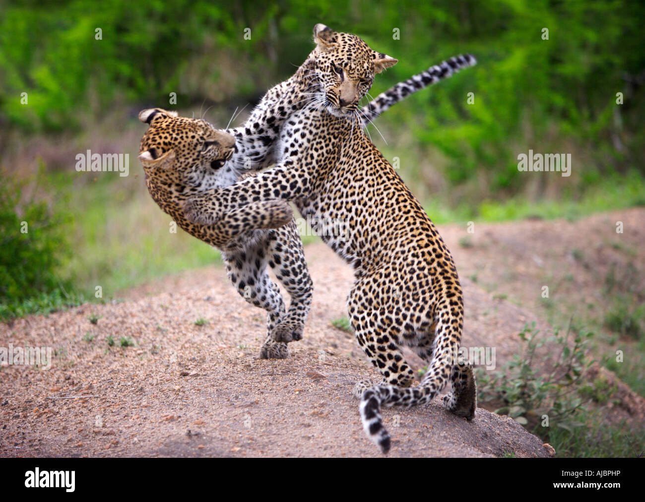 Zwei Leoparden (Panthera Pardus) kämpfen Stockfoto