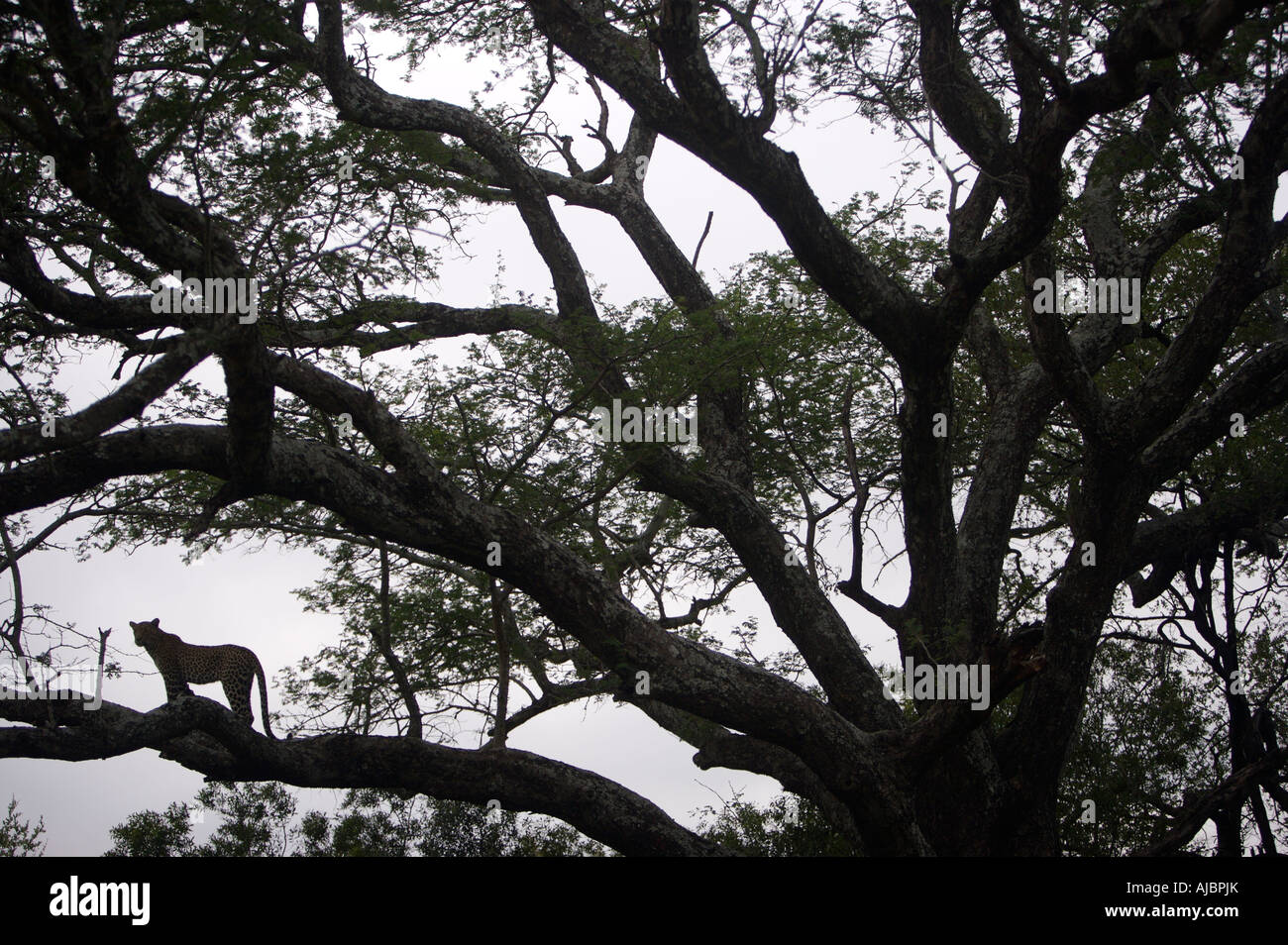 Einsamer Leopard (Panthera Pardus) Silhouetted in Baum Stockfoto