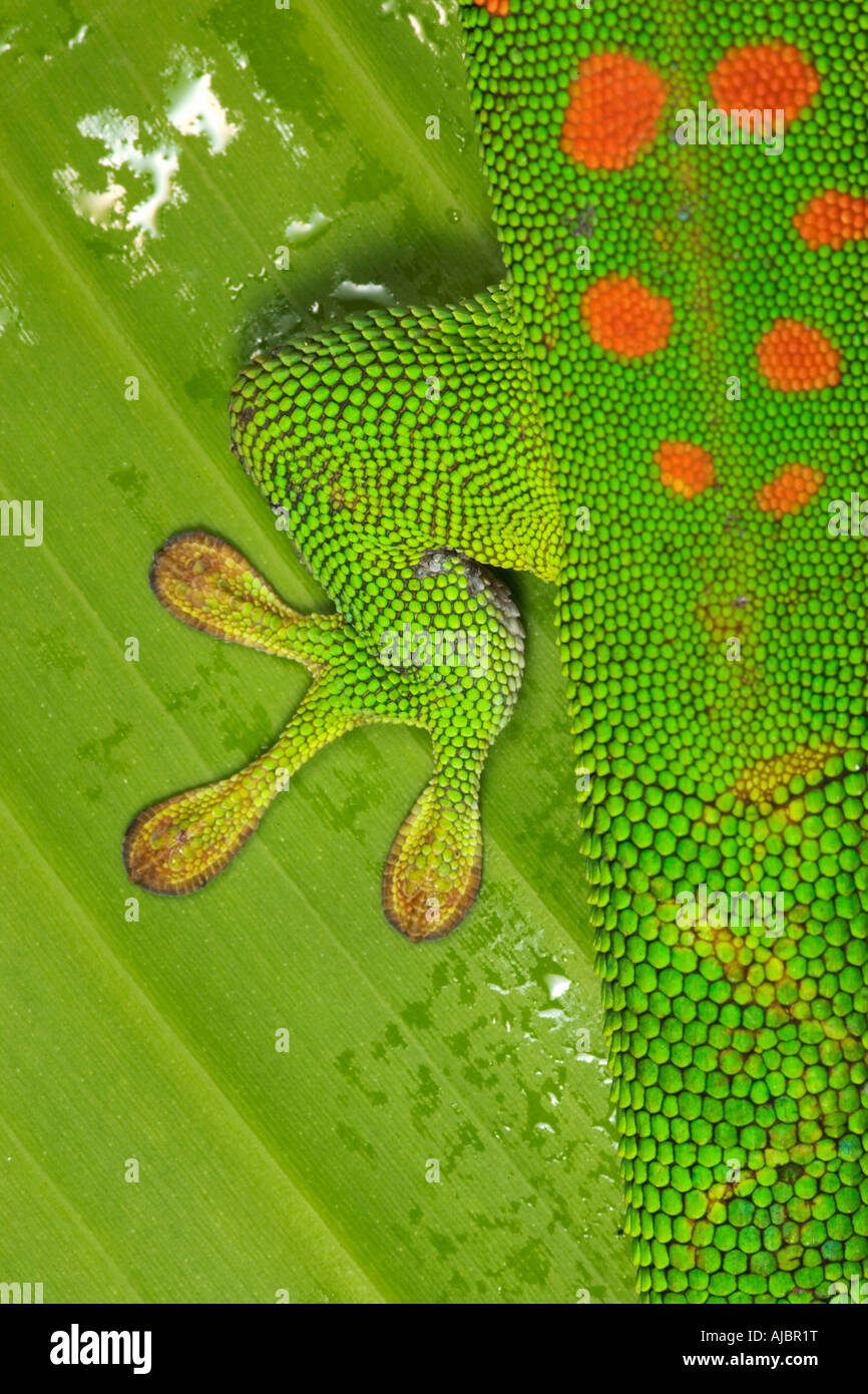 Nahaufnahme des Geckos Fuß und Saugnäpfe auf Palm Leaf Stockfoto