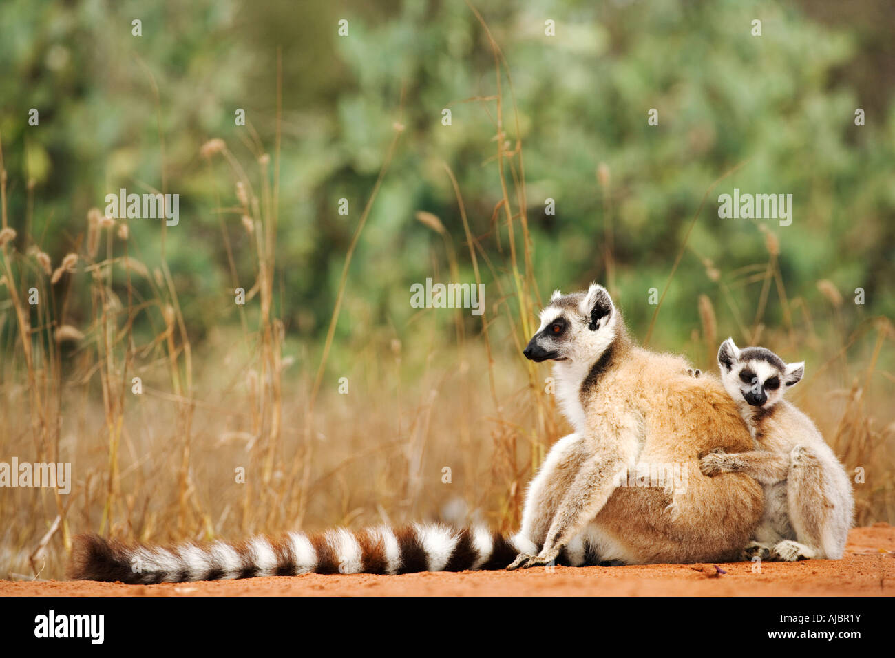 Ringtailed Lemur ist zusammen kauern Stockfoto