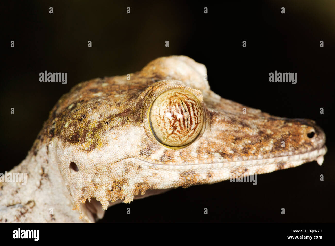 Gemeinsamen Blatt-tailed Gecko - Seitenansicht Stockfoto