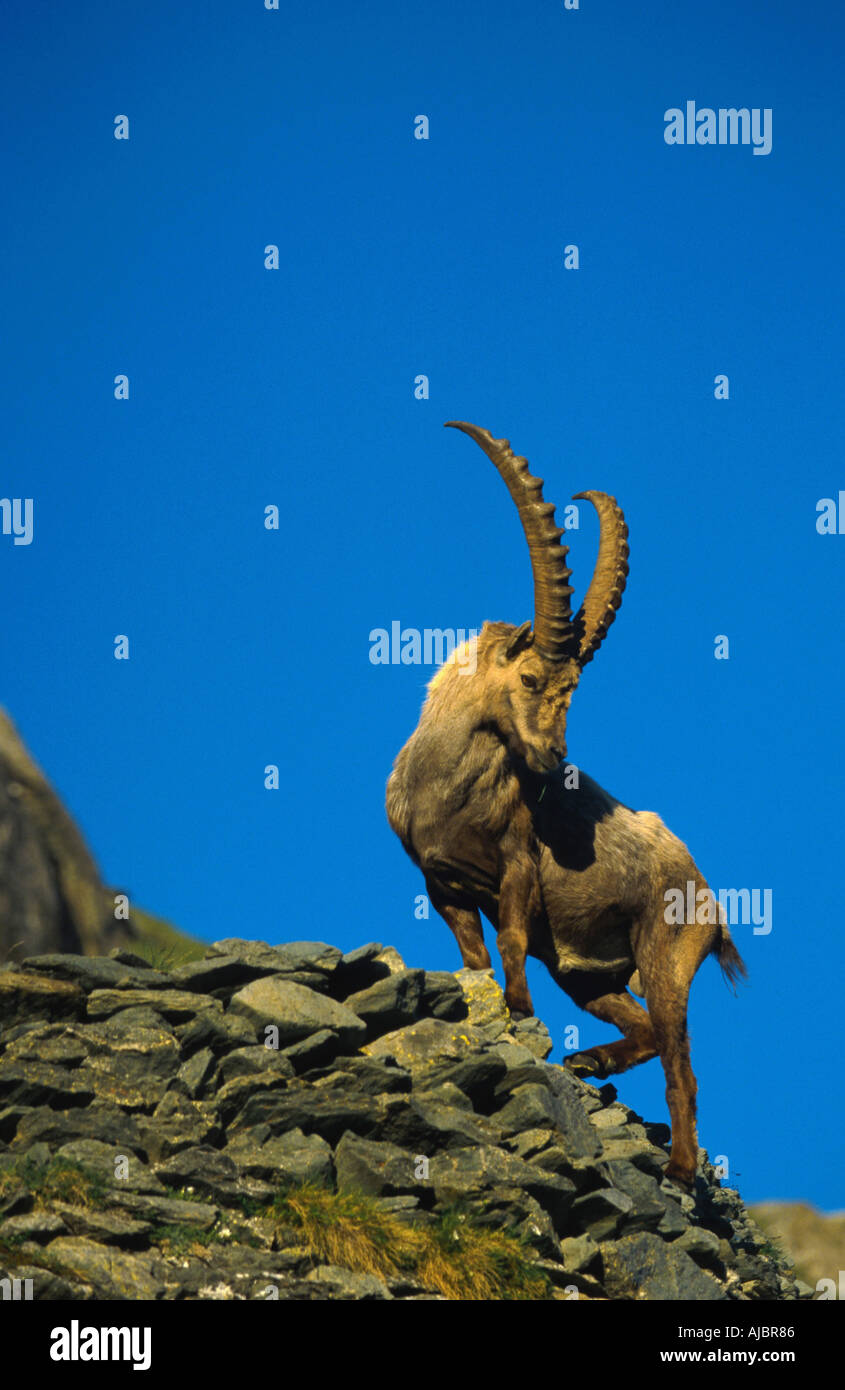 Alpensteinbock (Capra Ibex), männliche vor blauem Himmel, Österreich Stockfoto