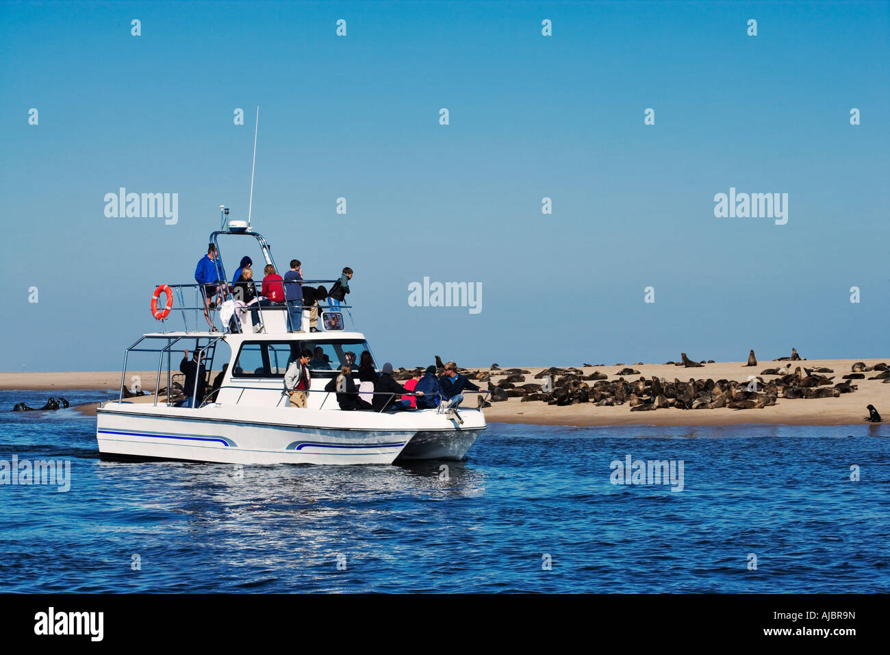 Boot auf dem Wasser mit Dichtungen im Hintergrund Stockfoto
