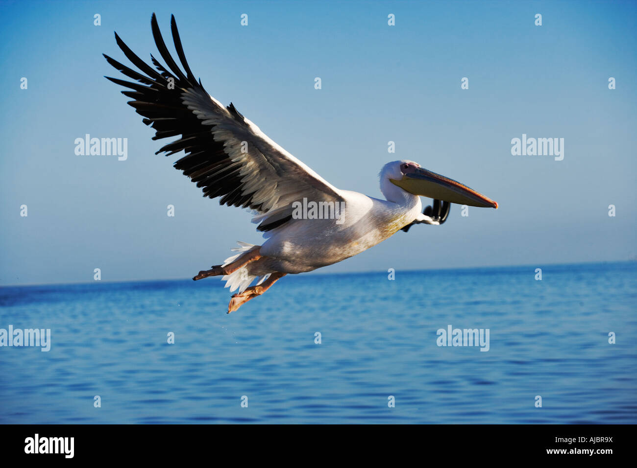 Pelikan im Flug über Wasser Stockfoto
