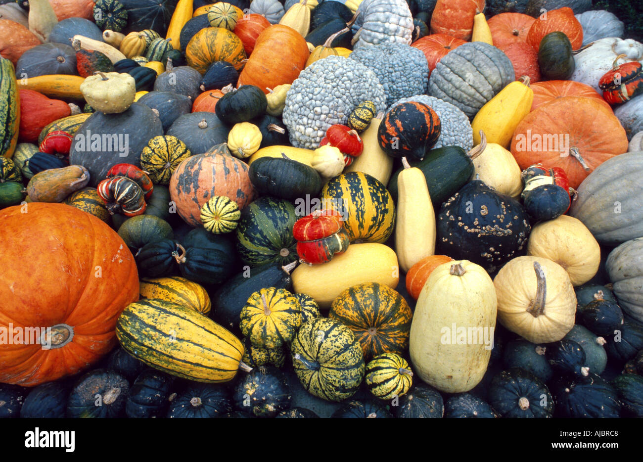 Zier-Kürbis (Cucurbita Pepo Convar. Microcarpina), Früchte Stockfoto