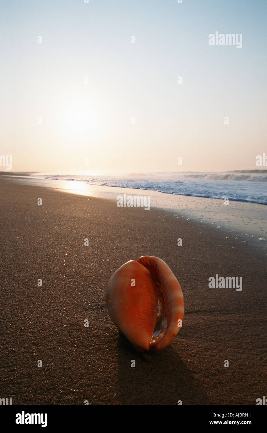 Kauri-Muschel am Strand bei Sonnenaufgang Stockfoto