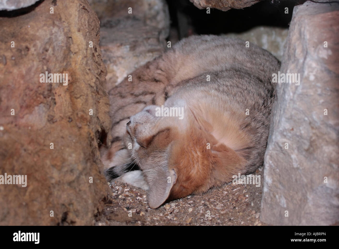 Arabian Sand Cat (Felis margarita) schlief zwischen Felsen ein Stockfoto
