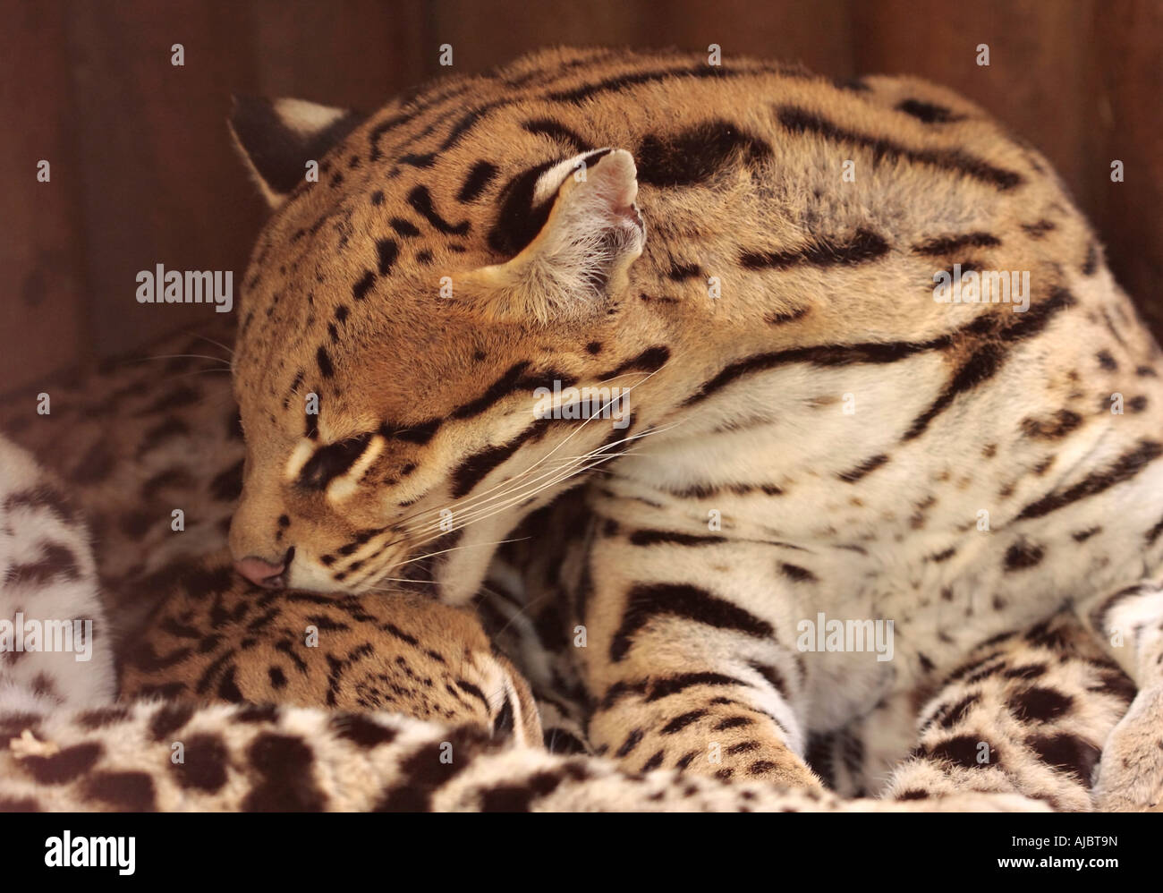 Erwachsene Frauen Ocelot (Leopardus pardalis) pflegen ihre Quader Stockfoto