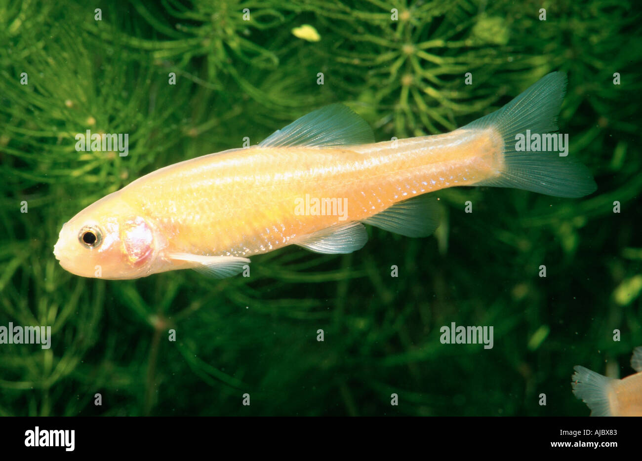 Fathead Elritze (Pimephales Promelas), goldene form Stockfoto