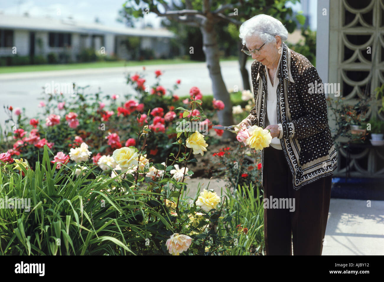 95 Jahre alte Großmutter in ihrem Rosengarten bei Freizeitwelt in Kalifornien Stockfoto