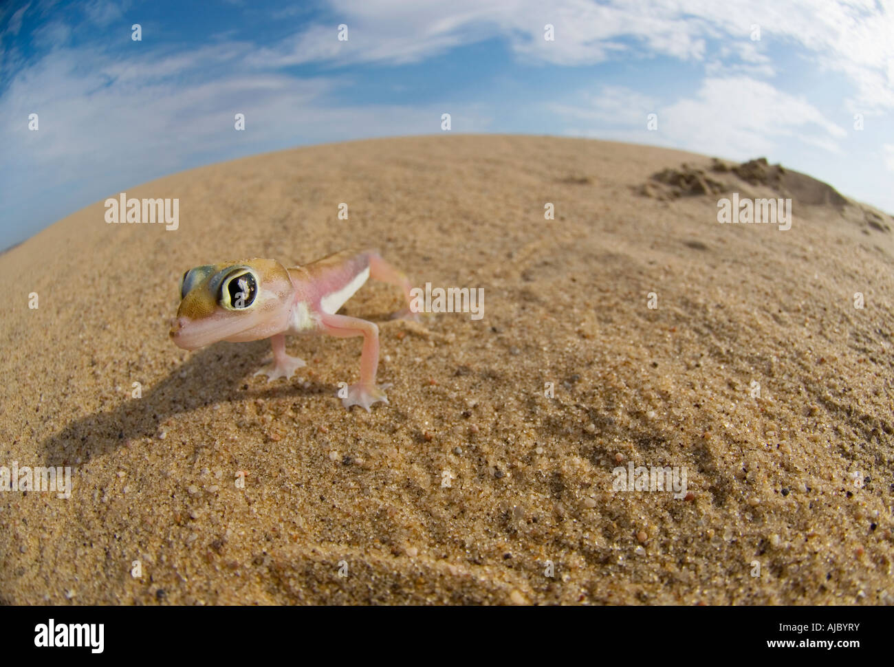 Palmetto footed Gecko (Palmatogecko Rangei) in der Wüste Stockfoto