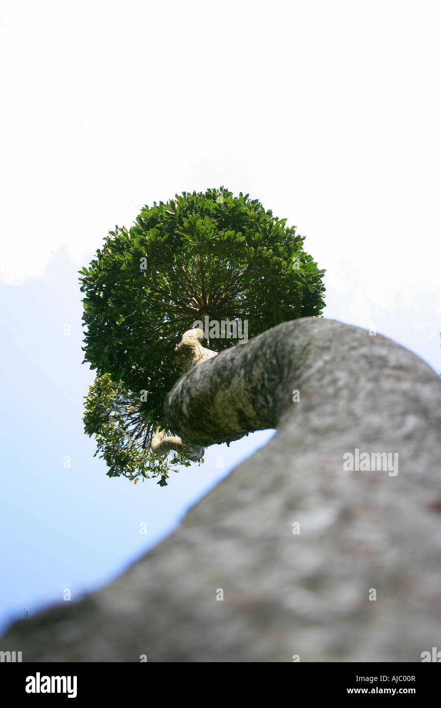 Extrem niedrigen Winkel Ansicht eines Baumes Kohl Stockfoto