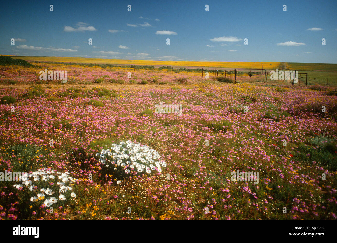 Felder von Wildblumen in Nieuwoudtville Bezirk Stockfoto