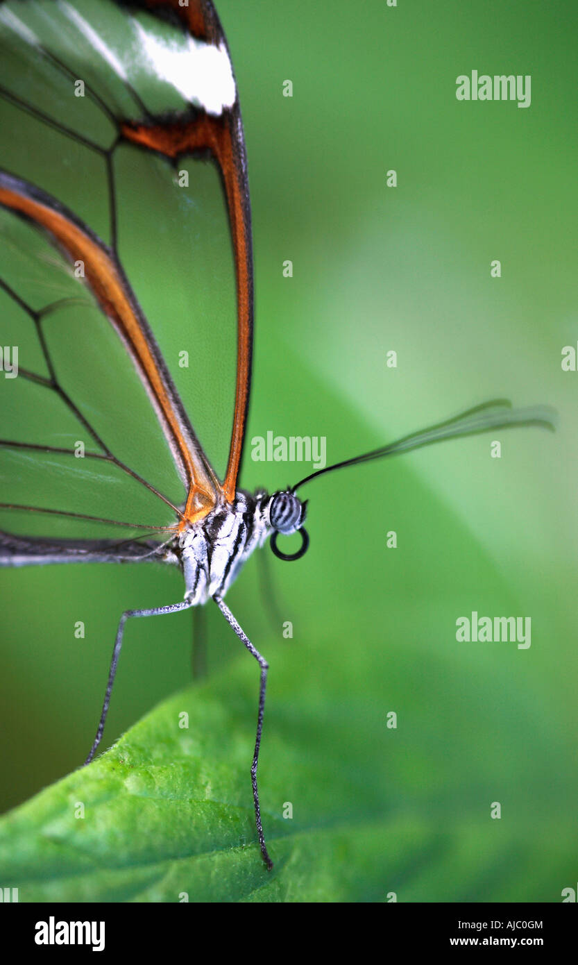 Glasswing Schmetterling auf einem Blatt vor einem grünen Hintergrund Stockfoto