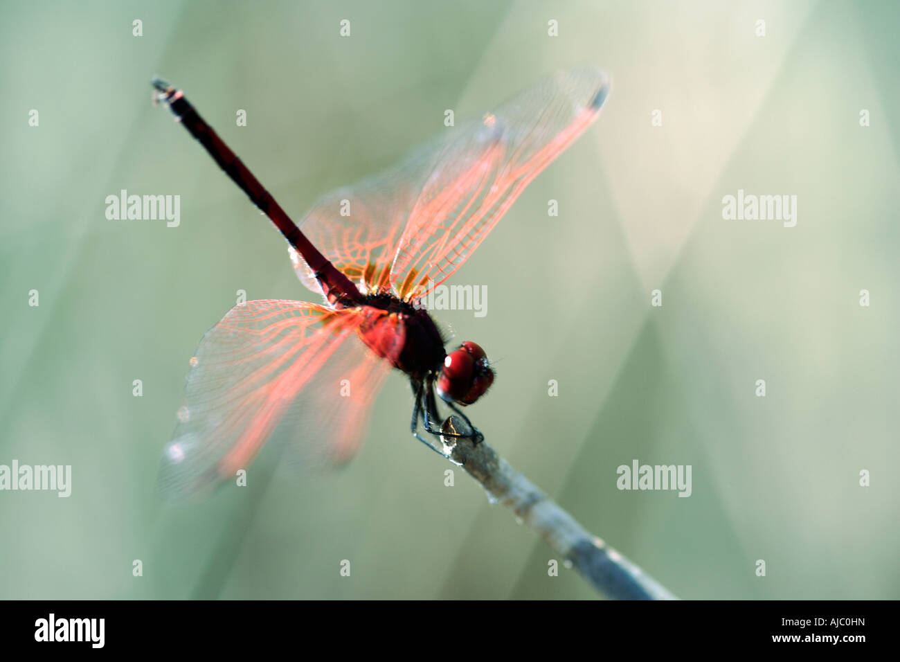 High Angle View einer Red-Veined Dropwing Libelle (Trithemis Arteriosa) auf einem Stick Stockfoto