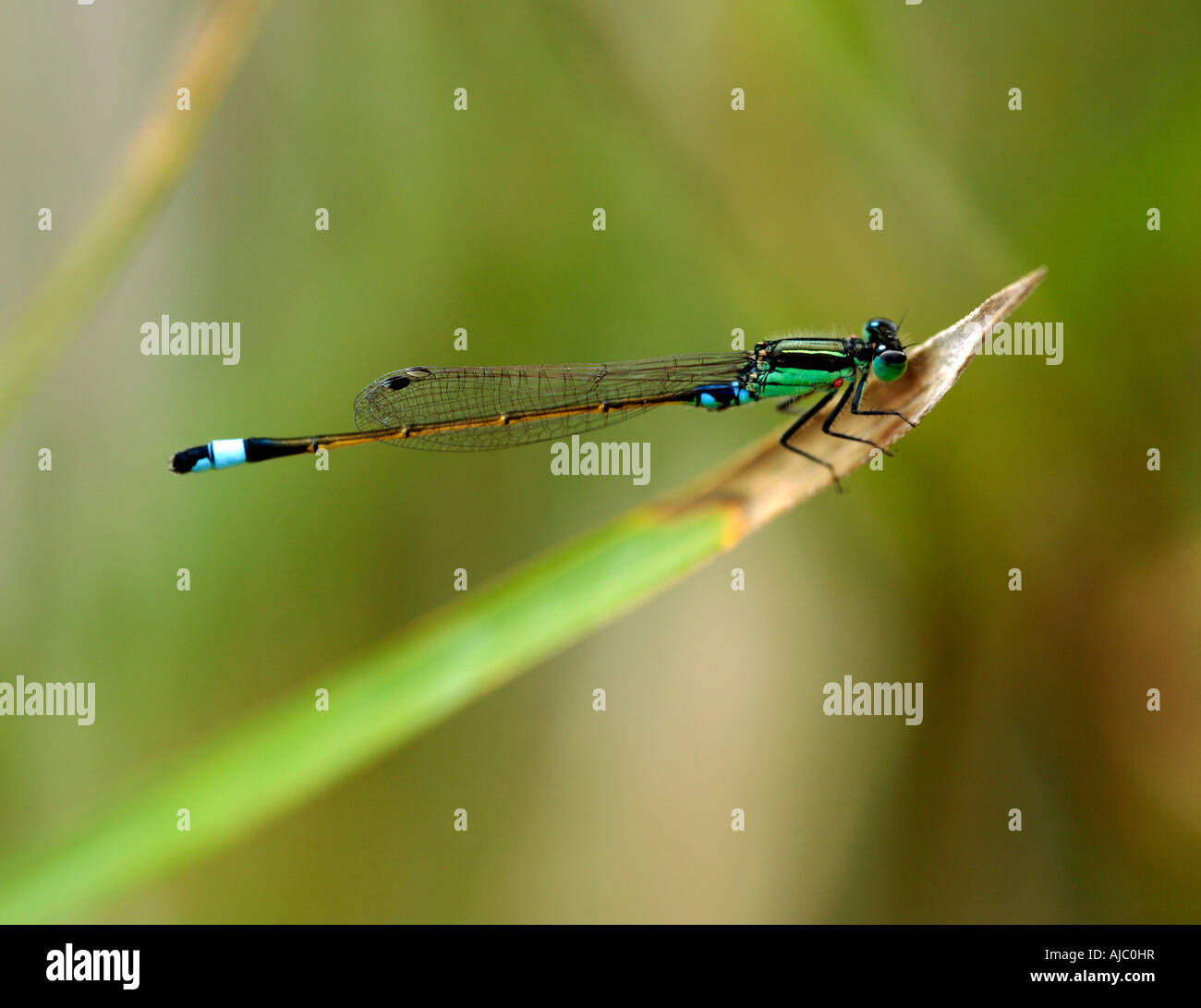 Nahaufnahme von einem Kersten Sprite Damselfly (Pseudagrion Kersteni) Stockfoto