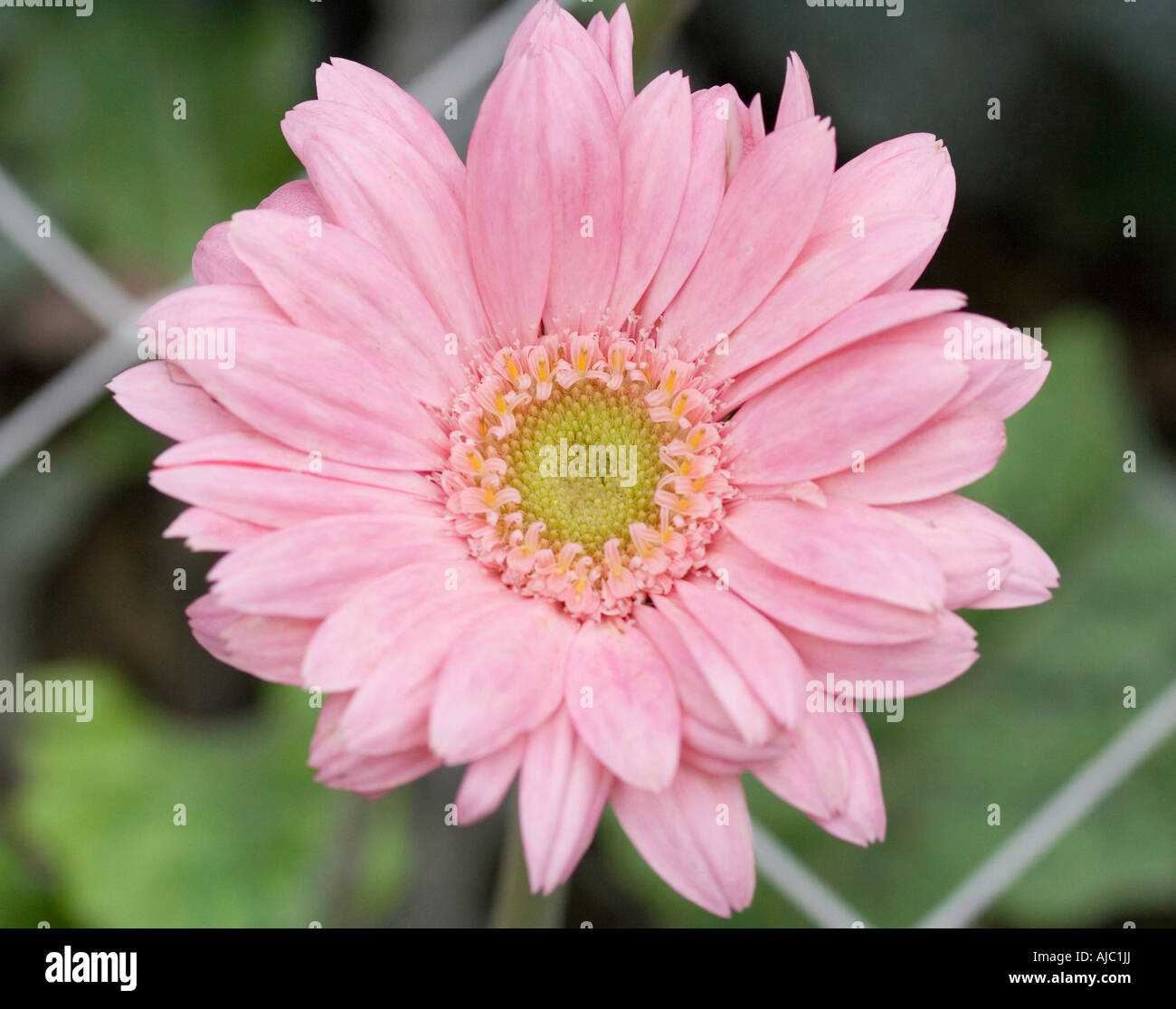 Nahaufnahme der rosa Blume Stockfoto