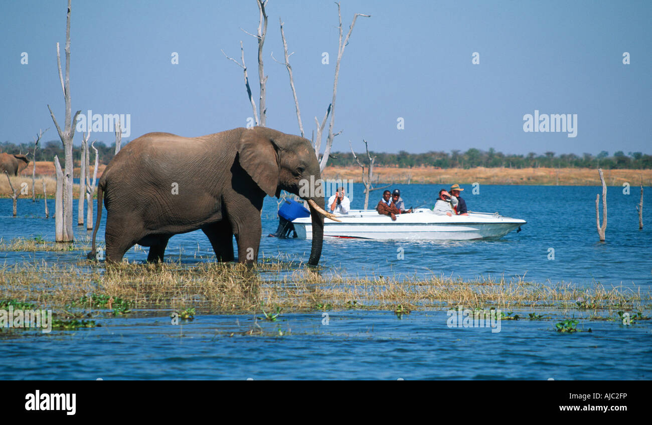 Touristen sehen Elefanten (Loxodonta Africana) vom Boot Stockfoto