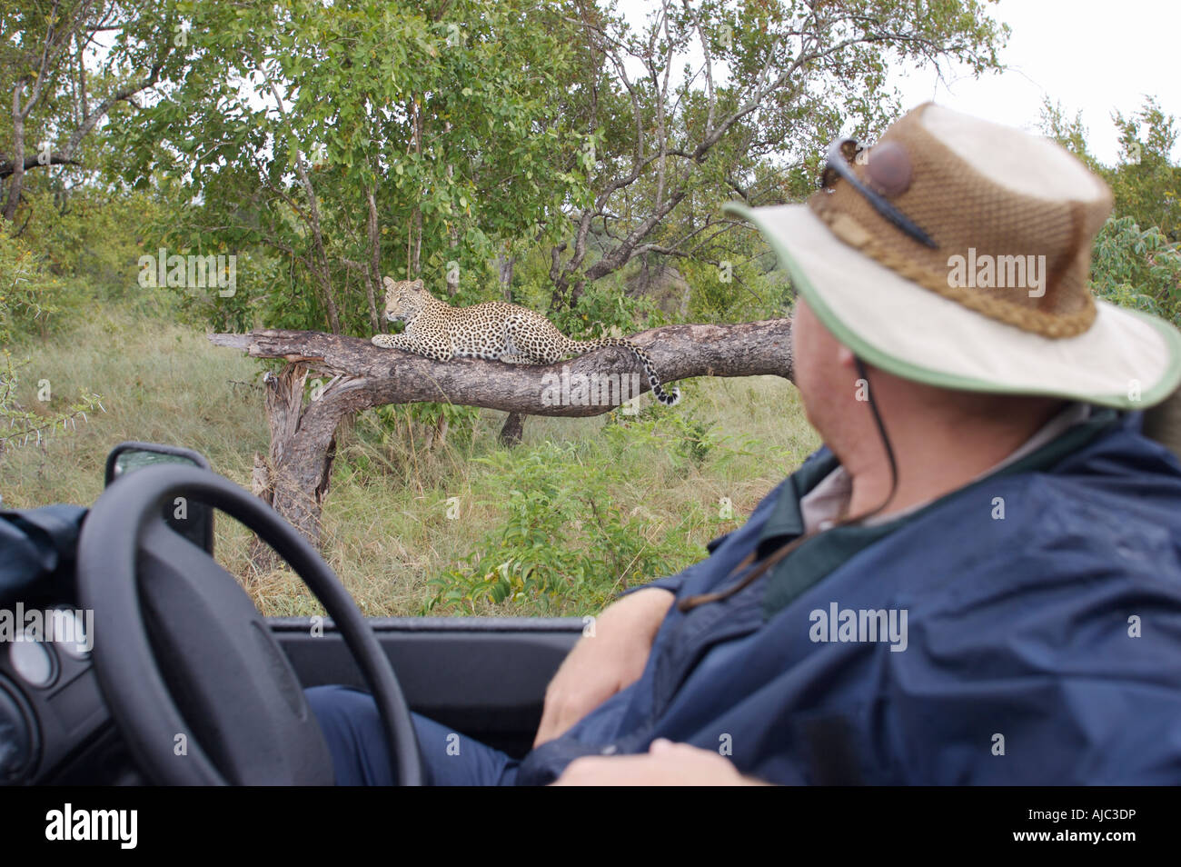 Mann beobachtet ein Leopard auf einem Ast aus dem Fahrersitz eines offenen Spiel Fahrzeugs Stockfoto