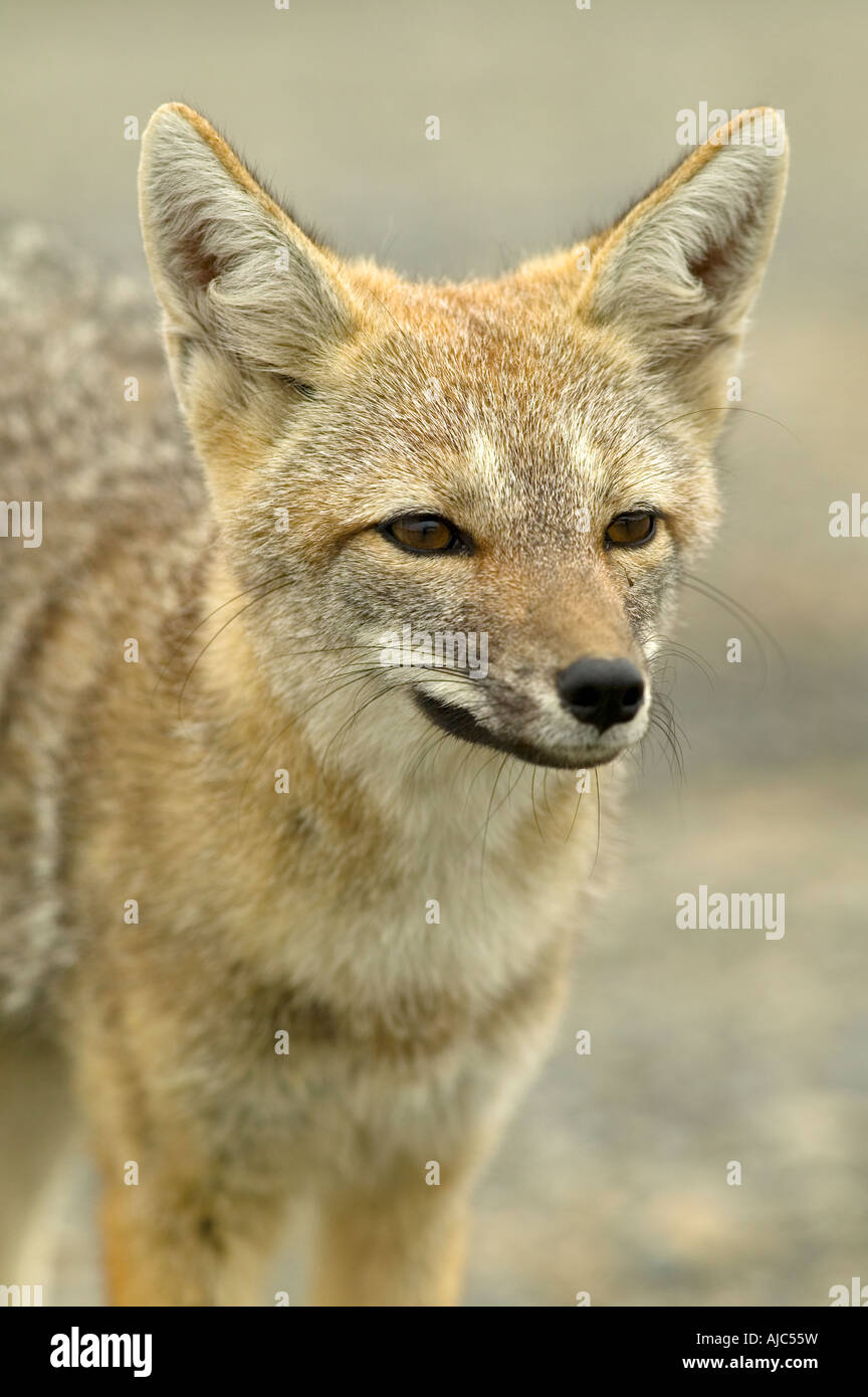 Nahaufnahme von einem südamerikanischen Grey Fox (Pseudalopex früh) Stockfoto