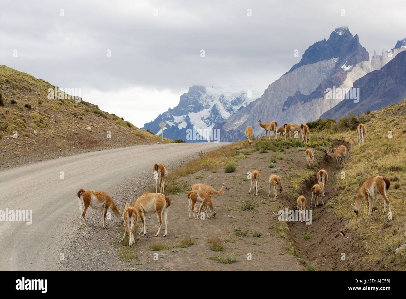 Guanako Herde (Lama Guanicoe) neben einem Feldweg Weiden Stockfoto