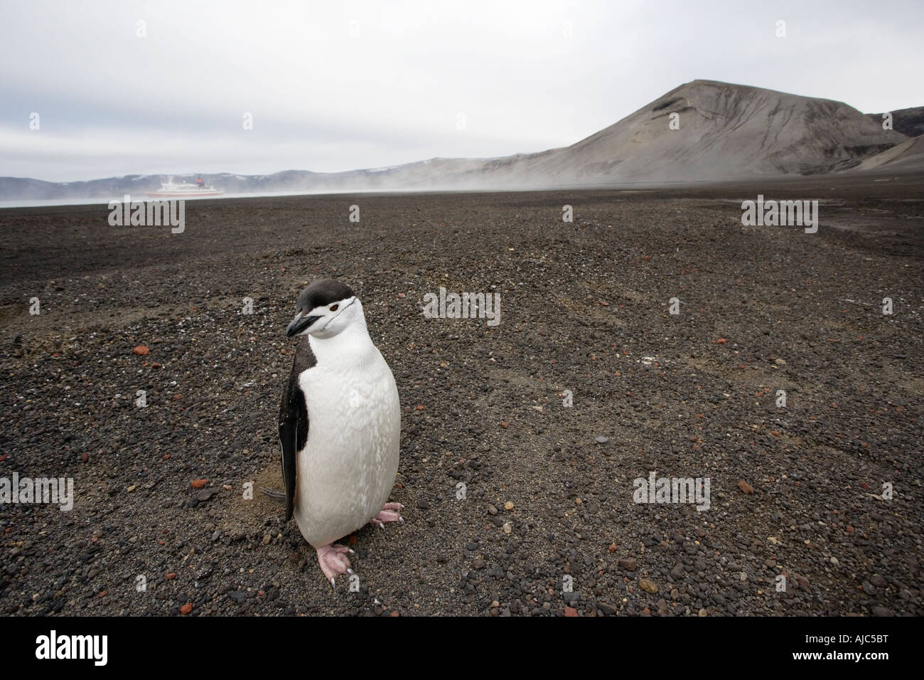 Einsamer Kinnriemen Pinguin (Pygoscelis Antarctica) auf sandigen Küste Stockfoto