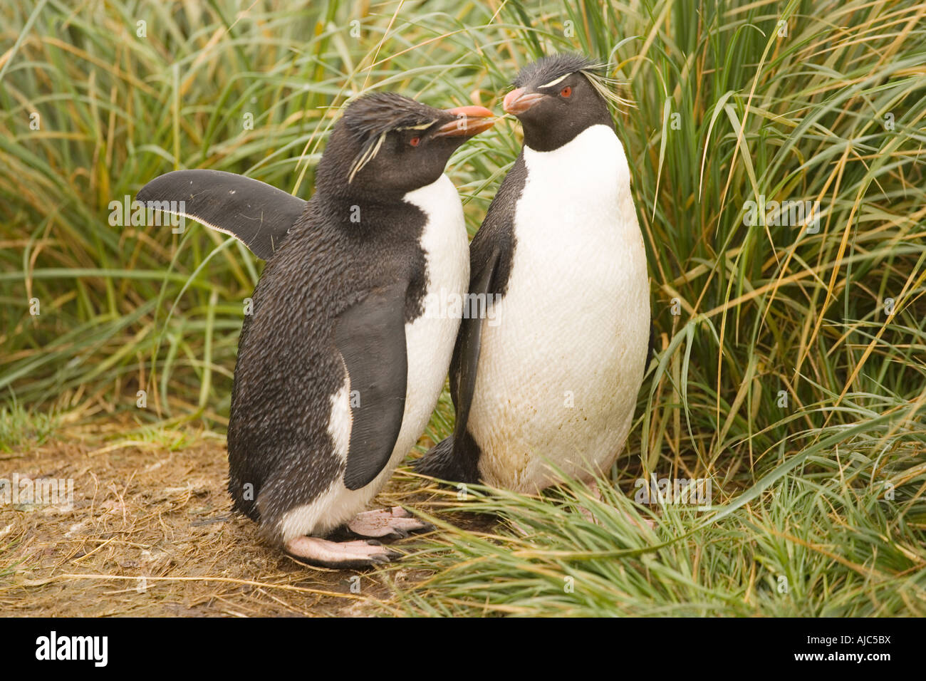 Südlichen Rockhopper Penguin (Eudyptes Chrysocome Chrysocome) paar Stockfoto